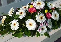Mini gerbera